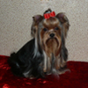 пекинес