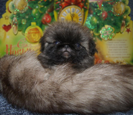 пекинес щенки