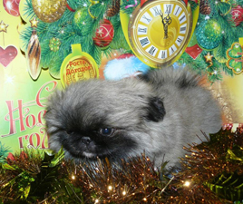 пекинес щенки