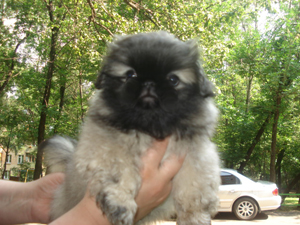Пекинес  