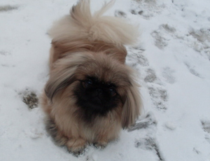 Пекинес  