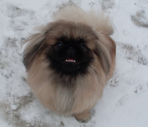 Пекинес  