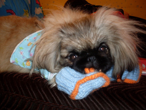 Пекинес  