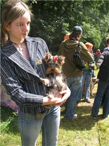 Йоркширский терьер - фотогалерея