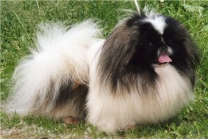 пекинесы кобели