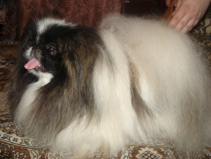 пекинесы кобели
