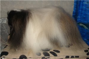 пекинесы кобели