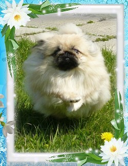 пекинес