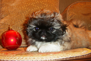 пекинес