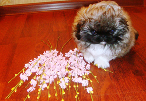 пекинес